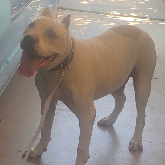 Meet your Posher, Mikki - Picture 1 of 1